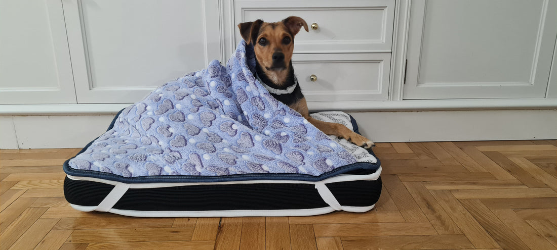 Cama térmica para perros: por qué es clave en invierno y cómo elegir la mejor