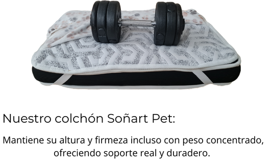 Cómo cuidar la salud de las articulaciones de tu perro mayor