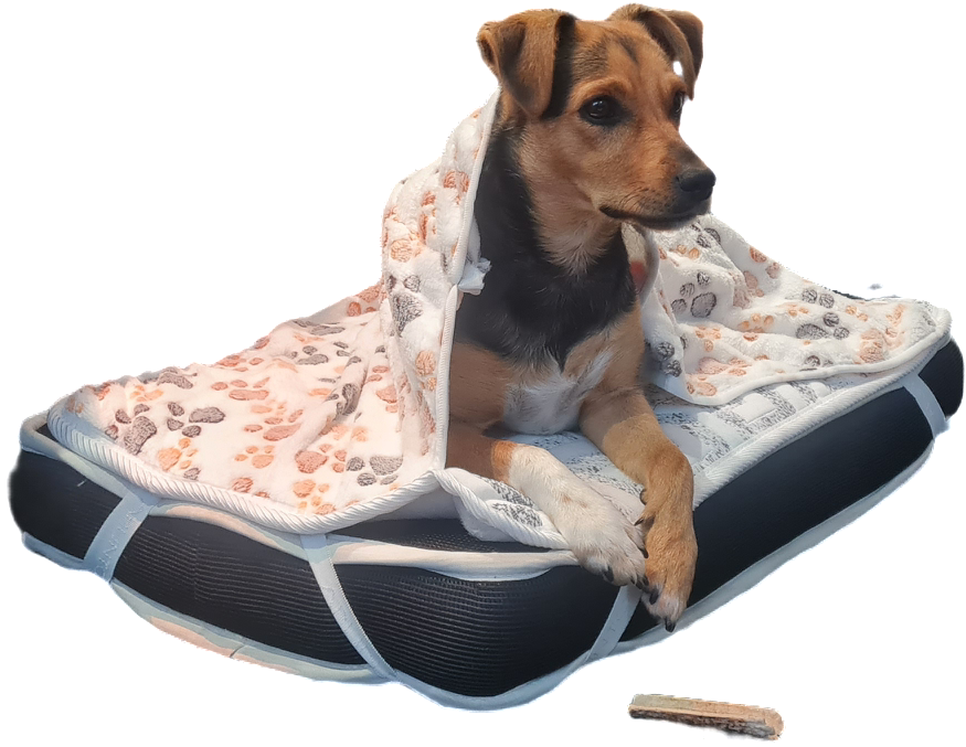 Cómo elegir la mejor cama ortopédica para tu perro