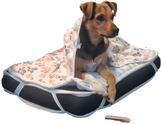 Cómo elegir la mejor cama ortopédica para tu perro