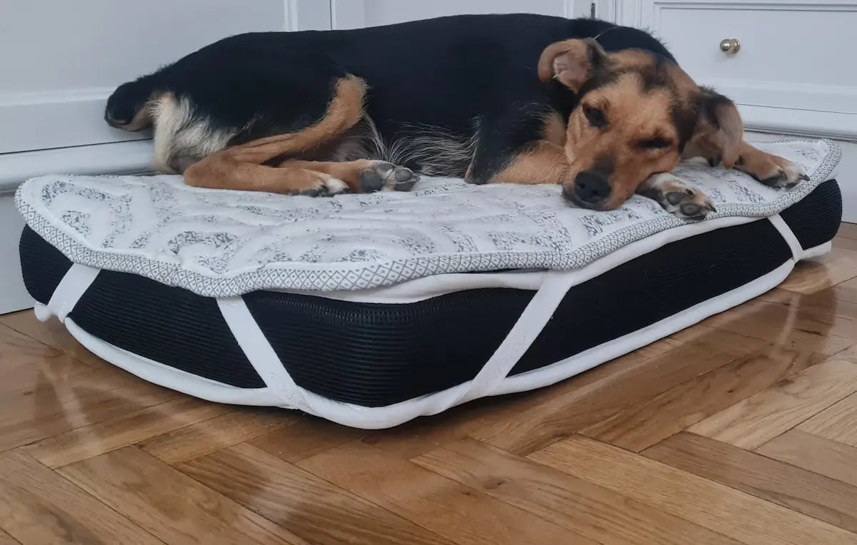 Cama Ortopédica Premium para Perros – SoñArt Pet®