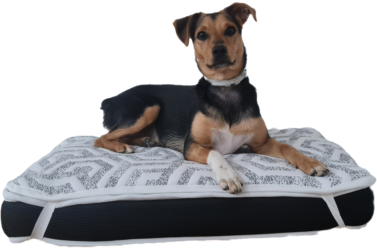 Cama ortopédica premium para perros – SoñArt Pet