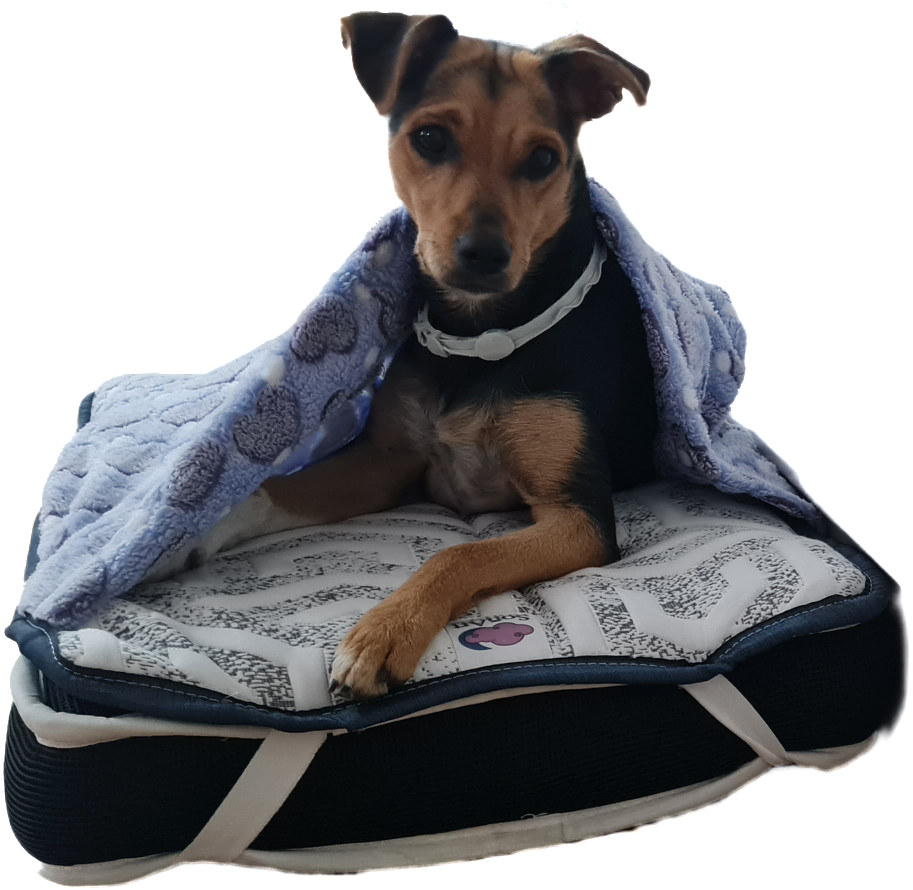 Nuestra Cama Premium Sonart Con Nuestro Topper Mas Calido Y Acogedor