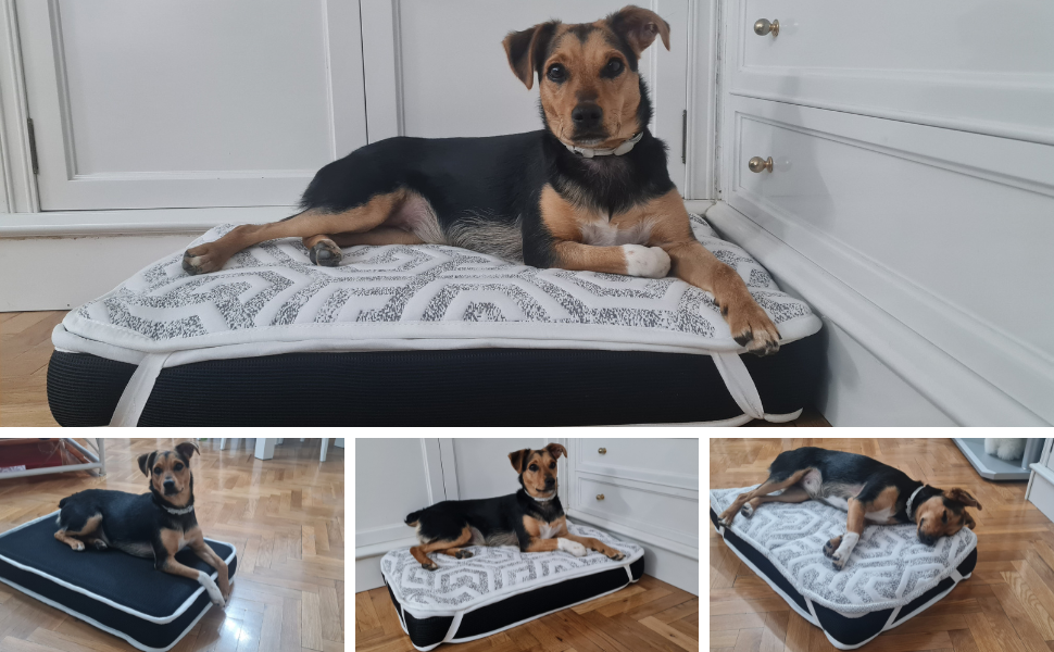 Cama ortopédica premium para perros – SoñArt Pet